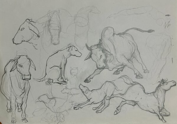 Cattle study 1