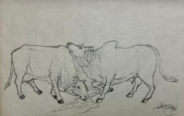 Cattle study 2